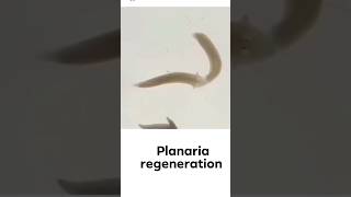 planaria Regeneration Practical🔥😱 shorts planaria régénération shirazivillagevlog [upl. by Sillaw190]