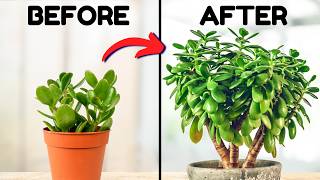 If I Only Knew These Jade Plant Tips 5 Years Ago [upl. by Keene]