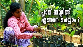 How To Bud Jackfruit I Jackfruit Budding Malayalam I പ്ലാവ് ബഡ്ഡിങ്ങ് ചെയ്യാം വളരെ ഈസി ആയി [upl. by Secrest]