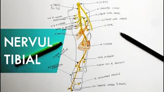 Nervul Tibial  Tutorial Anatomie [upl. by Beaufert947]