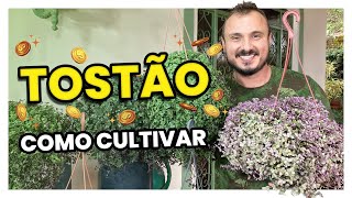 TOSTÃO  Como cuidar do DINHEIRO EM PENCAS [upl. by Rizas]