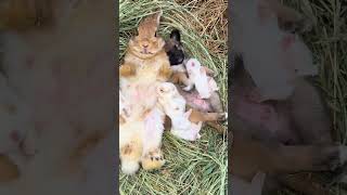 The little rabbit is so cute when it is breastfeeding Cute pet debut plan Rabbit Cute little [upl. by Broderic]