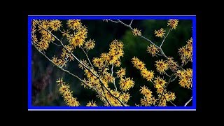 Hamamelis Wirkung Anwendung und Anbau der „Zaubernuss“ [upl. by Ramilahs449]