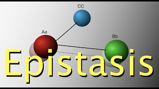 Genetic epistasis [upl. by Noj]