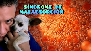 El síndrome de malabsorción ¿Por qué mi PERRO está muy flaco pero si come [upl. by Groome]