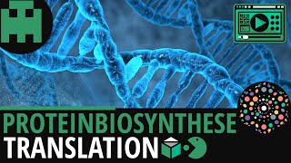 Proteinbiosynthese  Translation│Biologie Lernvideo Learning Level Up [upl. by Nwahsyar]