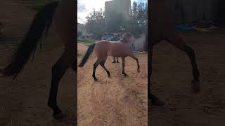 شنو رأي ديالكم الخوت فهاد جدع🐎واش غدي يزيد يطلع ولا شنوالله يحفظكم [upl. by Innej]