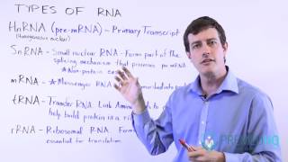 5 Types of RNA mRNA tRNA rRNA HnRNA and SnRNA [upl. by Channing404]