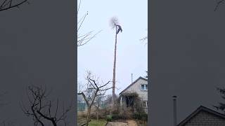 husqvarna tree removal arborist cainsaw [upl. by Marinelli]