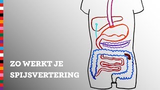 Hoe werkt je spijsvertering  Voedingscentrum [upl. by Kenney]