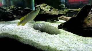 crenicichla compressiceps [upl. by Vince]