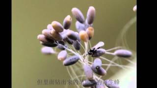 草蛉與寄生蜂 Green Lacewing amp Parasitoid Wasps [upl. by Lissie152]