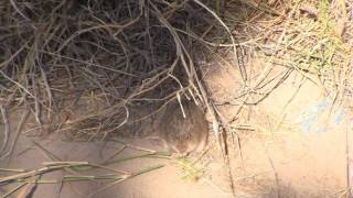 Roundtailed Ground Squirrels and Arizona Cotton Rat [upl. by Jorin330]