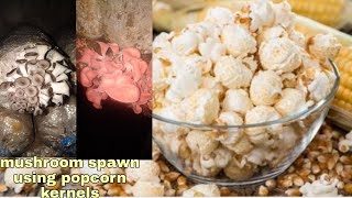 Popcorn kernels For Mushroom spawn making How [upl. by Naud]