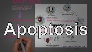 Apoptosis A Programmed Cell Death Process and its Regulation [upl. by Dawna]