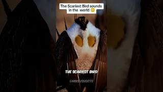 Creepiest Bird Sounds You Wont Believe Exist [upl. by Zampardi]