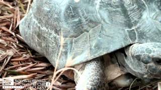 Testuggine marginata Testudo marginata  Marginated Tortoise or Margined Tortoise [upl. by Simetra697]