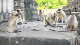 Monkey Video 🐒🐒🐒🐒 Loanr Lake  🌊🌊🌊  Lonar sarovar 🌍 [upl. by Renmus]