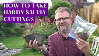 How to Take Salvia Cuttings  Taking Perennial Salvia nemorosa Caradonna Cuttings  Gardening Tips [upl. by Htnamas]