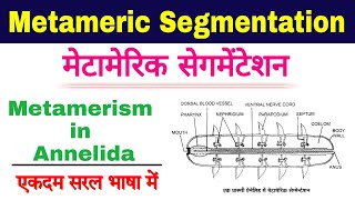 metameric segmentation in annelids  metamerism in annelida  metamerism zoology  biology ScienceSK [upl. by Aigil]