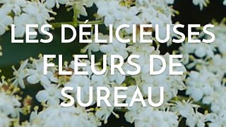 Sureau Yèble  Le Distinguer Du Sureau Noir  Danewort Differences With Black Elderberry [upl. by Leupold]