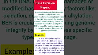 Base Excision Repair and its example excisionbase repair [upl. by Herson482]