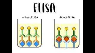 Topic 2 Monoclonal Antibodies and ELISA Test AQA ALevel Biology [upl. by Murton]