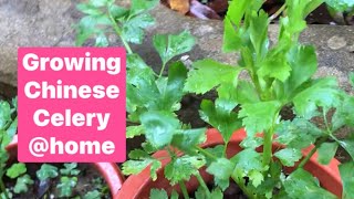 How to Grow Chinese Celery Without Seeds  PLANTING KINCHAY  theresa ofw [upl. by Enomrej]