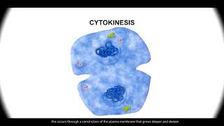 Cell Cycle PHASES in ACTION Mitosis Stages REVEALED Under the MICROSCOPE CELL DIVISION biology [upl. by Anitel502]