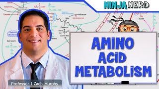 Metabolism  Amino Acid Metabolism [upl. by Yrok]