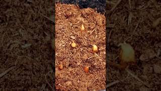 how to grow freesia bulbs in pot freesia planting guide planting freesia in pot freesia flower [upl. by Gyatt115]