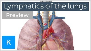 Lymphatics of the lungs lymph nodes and vessels preview  Human Anatomy  Kenhub [upl. by Diley433]