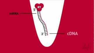 Simplified RT  Reverse Transcription Animation [upl. by Rehptosirhc]