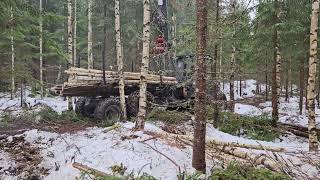 Vimek 870 forwarder logging pulpwood in young forest Sweden 2024 [upl. by Ycnej771]