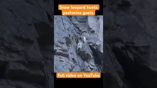 SURVIVAL story of a mother snow leopard [upl. by Lowrance]