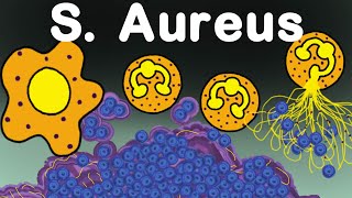 Staphylococcus Aureus vs Immune System [upl. by Zzabahs739]