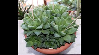 HAWORTHIA CUSPIDATA [upl. by Giselle]