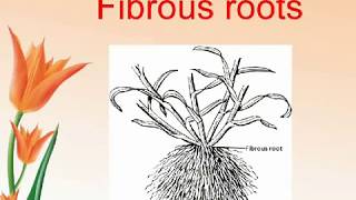 Parts of the plantClass 3scienceNSONSTSE [upl. by Carri]