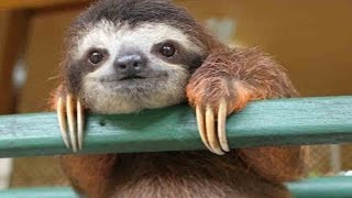 Cute Baby Sloth Rescue [upl. by Onitram870]