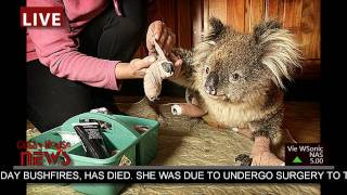 Sam the Koala is dead by CubbyHouseFilms HD [upl. by Carree]