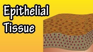 Epithelial Tissue  What Is Epithelial Tissue  Functions Of Epithelial Tissue  Epithelial Cells [upl. by Osithe]