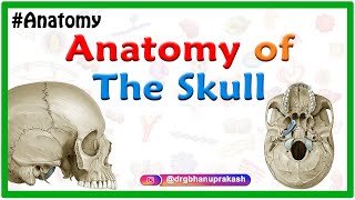 Anatomy of the Skull Norma basalis  Anterior part  Middle part and Posterior part [upl. by Sonja]