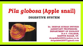 PILA GLOBOSA DIGESTIVE SYSTEM [upl. by Alexandros388]