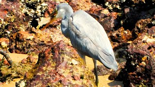 Westen reef heron hunting for fish  western reef egret  Heron  birdspecies [upl. by Notsnarc]