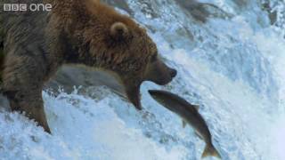 HD Grizzly Bears Catching Salmon  Natures Great Events The Great Salmon Run  BBC One [upl. by Berkow844]