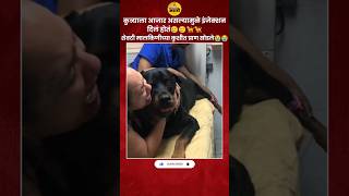 शेवटी मालकाच्या कुशीत प्राण सोडले🐶🦮 petdog doglover honestdog dogs manuski [upl. by Kenimod]