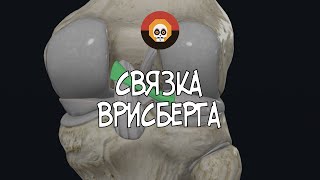 Связка Врисберга 3D Анатомия [upl. by Eremahs]