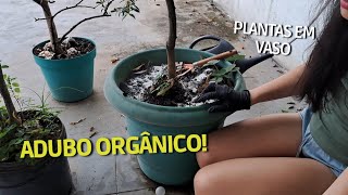 Adubação Orgânica Como Nutrir Suas Plantas em Vaso de Forma Natural [upl. by Anihs]