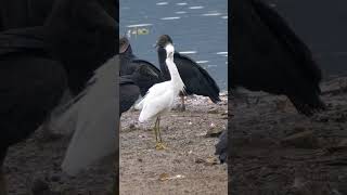 Snowy Egret amp Black Vulture shorts [upl. by Alamak]