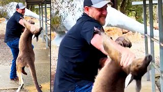 Kangaroo Attacks a Tourist  Ozzy Man Reviews [upl. by Saalocin]